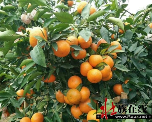 壮文立法；很很很重要