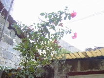 （男女混搭集体宿舍）僚家围墙里雨后的夏天