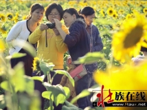 德保的油葵花