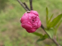 桃花开了