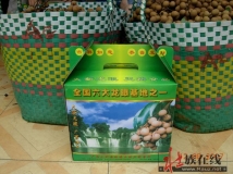 龙眼之乡丰收时节硕果累累