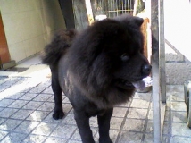 chow chow