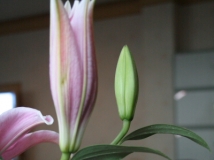百合花