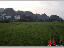 贵州布依地一一兴义万峰林“天下山峰何其多，唯有此处峰成林！”